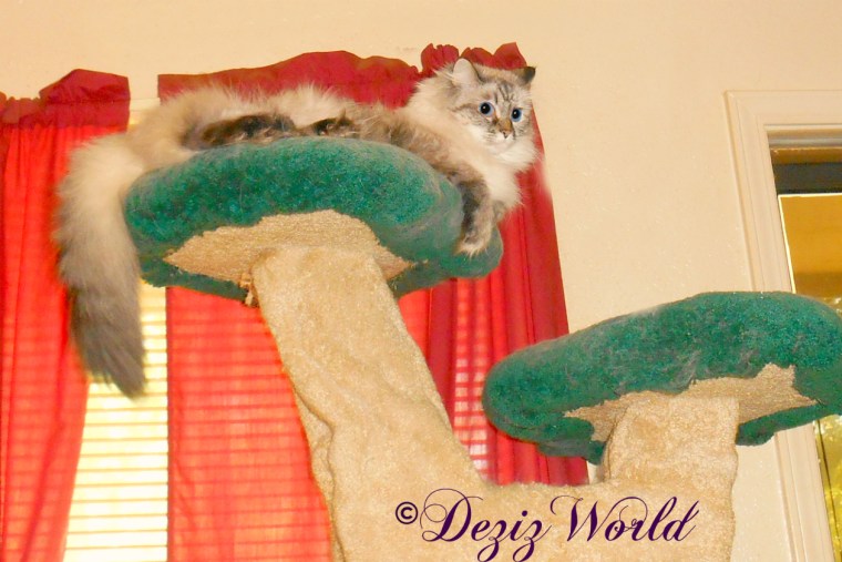 Dezi lays atop the Liberty cat tree