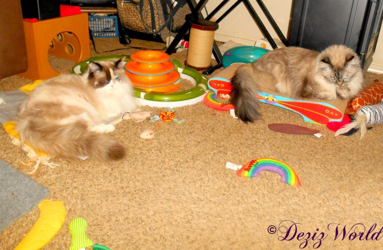 Dezi lays on scratcher while Raena lays on nip mat