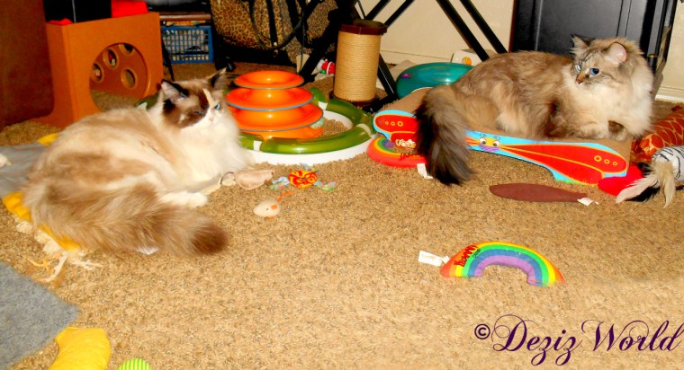Dezi sits on scratcher and looks back at Raena laying on the nip mat
