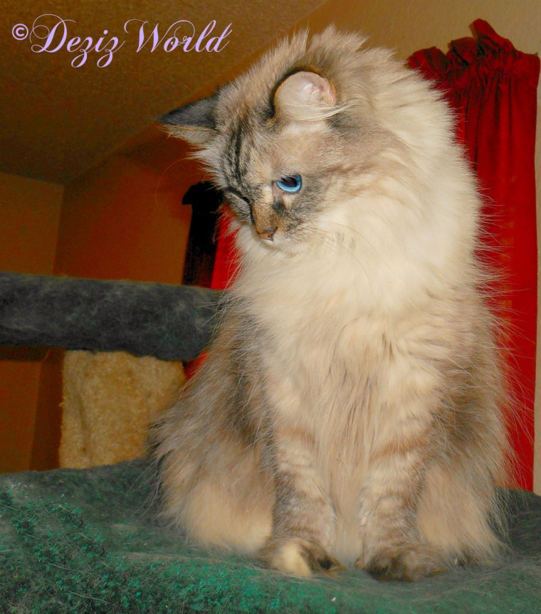 Dezi looks down from atop the liberty cat tree