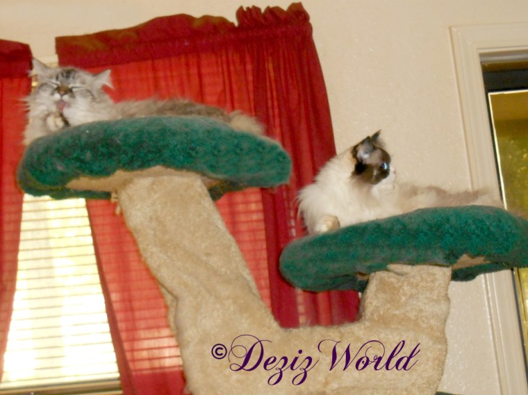 Dezi and Raena bather atop the Liberty cat tree