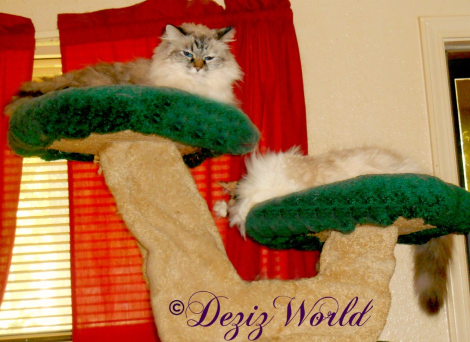 Dezi and Raena lay atop the Liberty cat tree