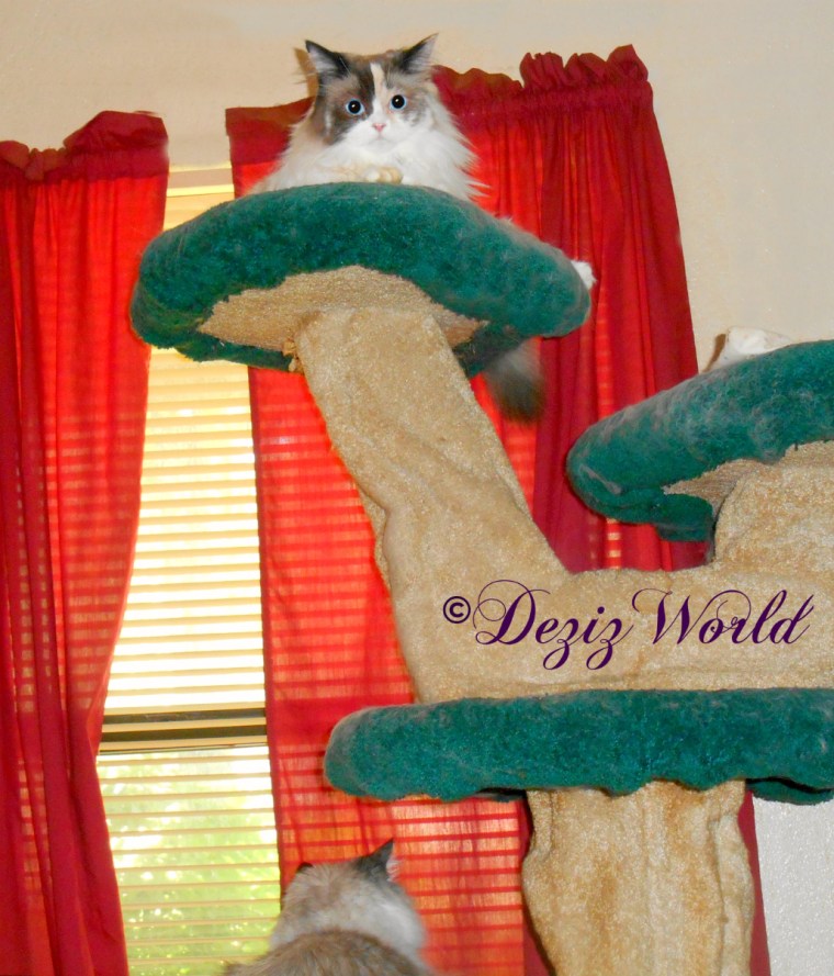 Dezi looks our window and Raena lays atop the Liberty cat tree