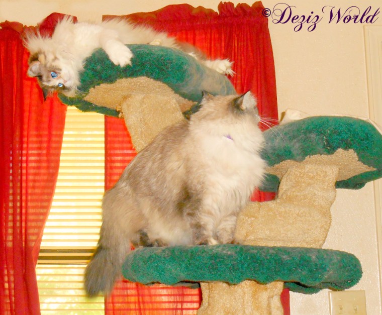 Dezi sniffs tree ledge while Raena watches her