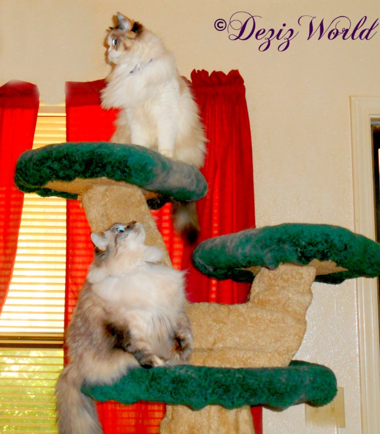 Dezi looks up at Raena while Raena looks off in the distance from atop the Liberty cat tree