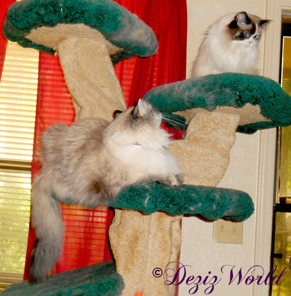 Dezi watches Raena atop the Liberty cat tree