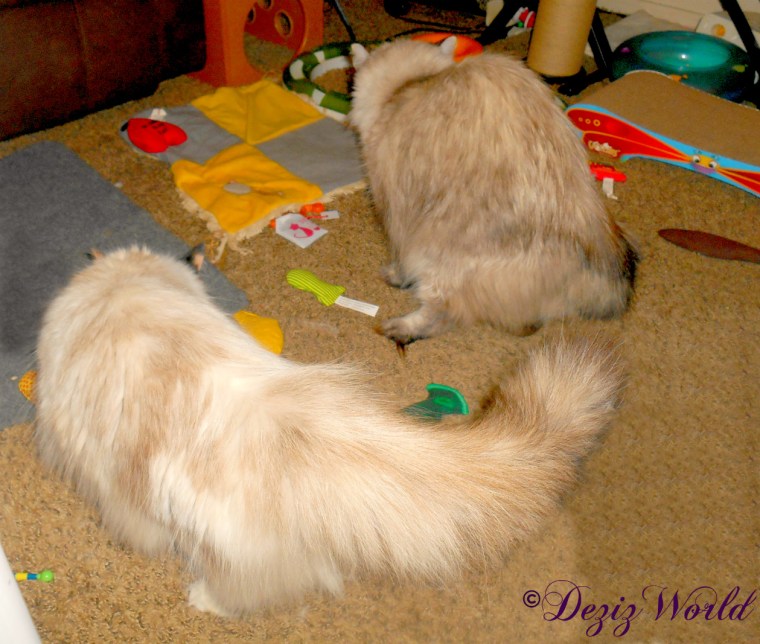 Dezi and Raena playing on floor