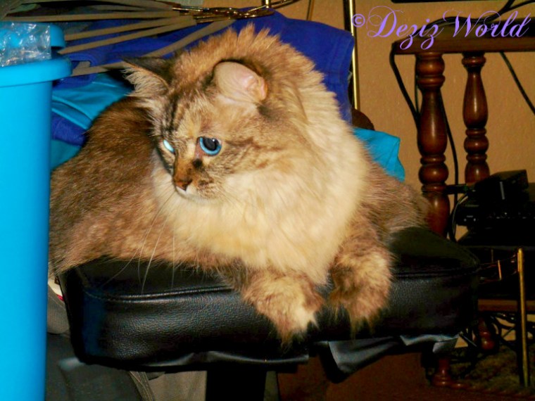 Dezi lays on piano bench after apartment flood