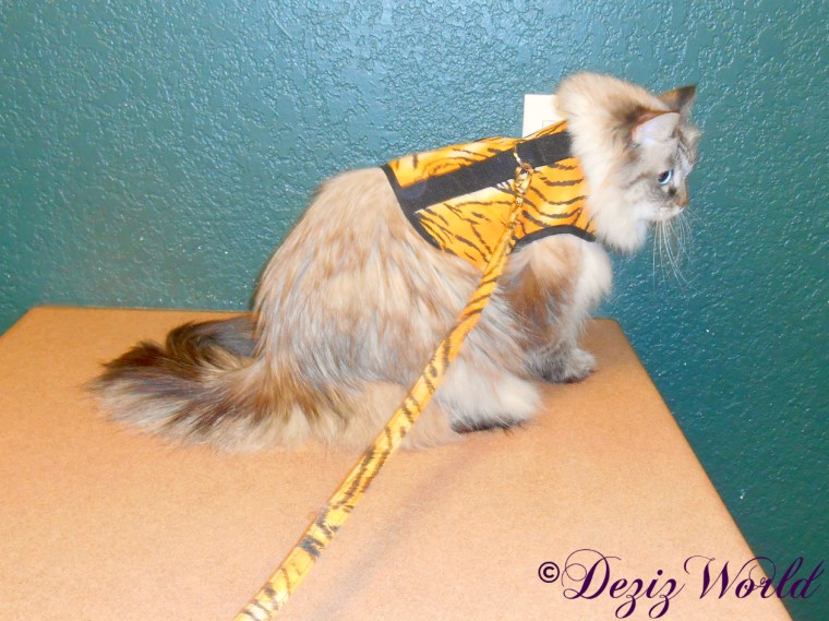Dezi sits on exam table at vet office
