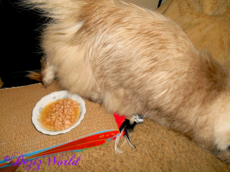 Dezi running from the Instinct food toppers