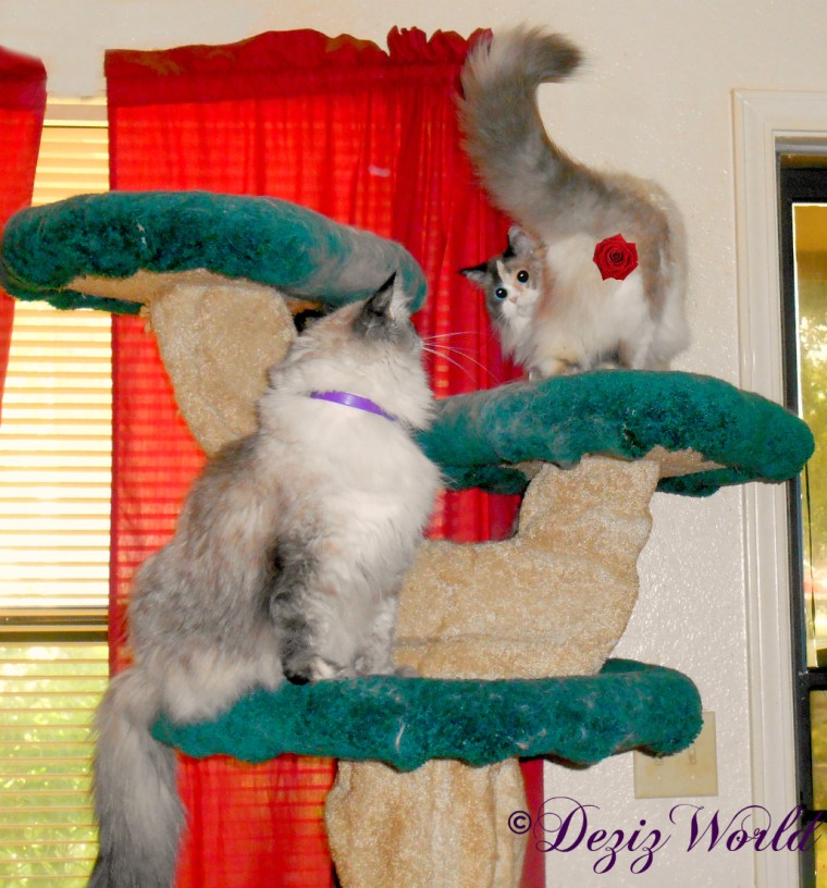 Dezi, watches RAena walk off the Liberty cat tree