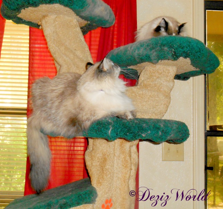Dezi watches Raena on the Liberty cat tree