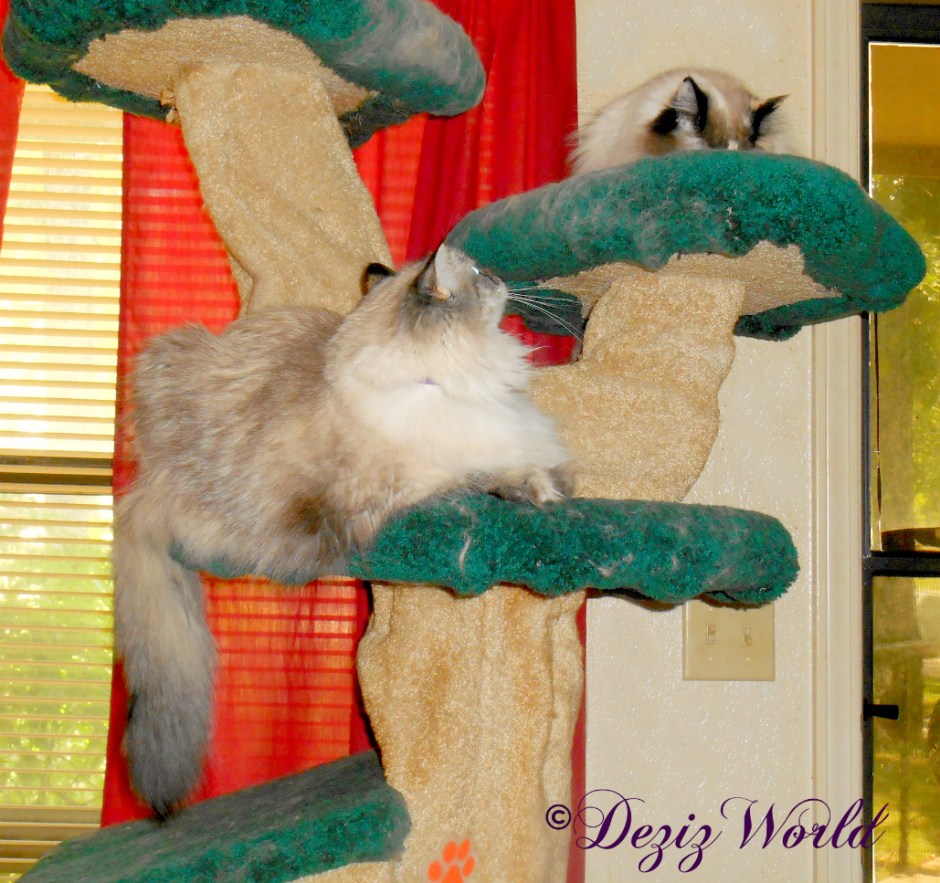 Dezi watches Raena on the Liberty cat tree