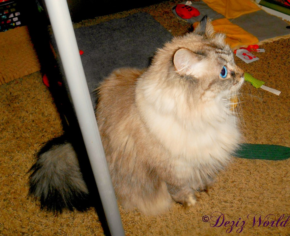 Profile of Dezi sitting on the floor and looking toward the door