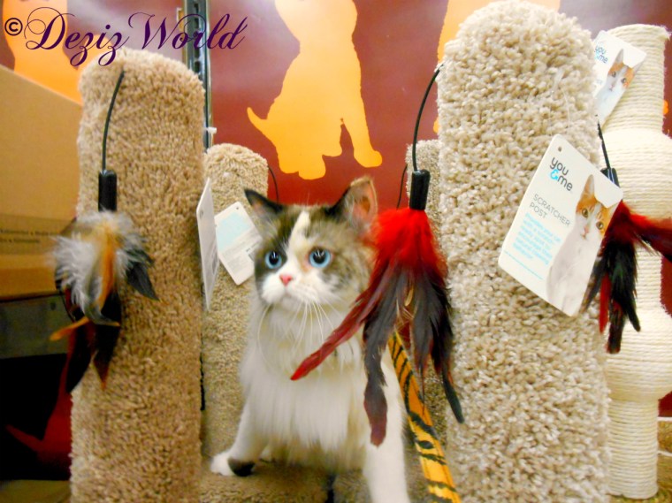 Raena sits on the scratchers at petco