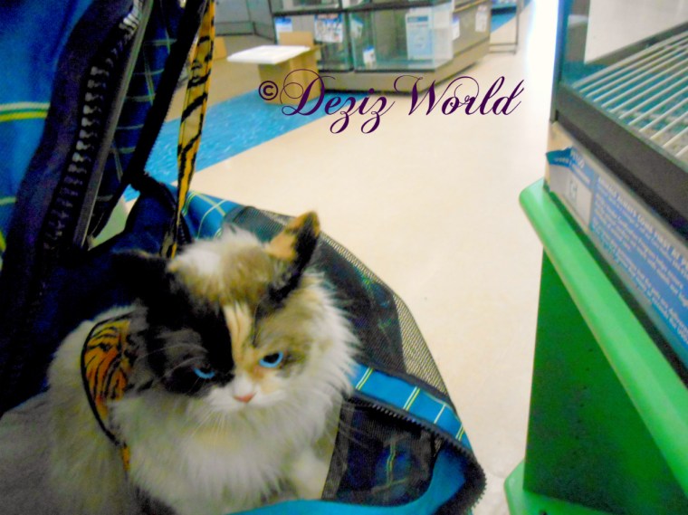 Raena in stroller at Petco looking at birds