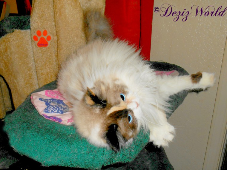 Raena rolls on nip mat on Liberty cat tree