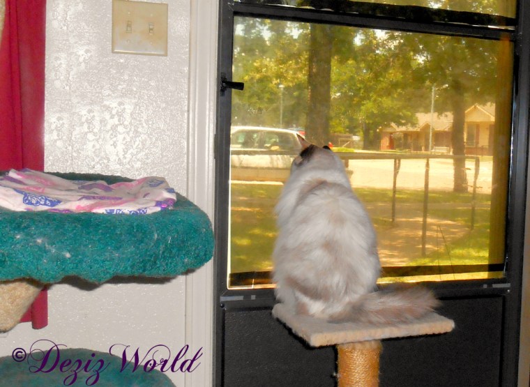 Raena looks out door from small perch