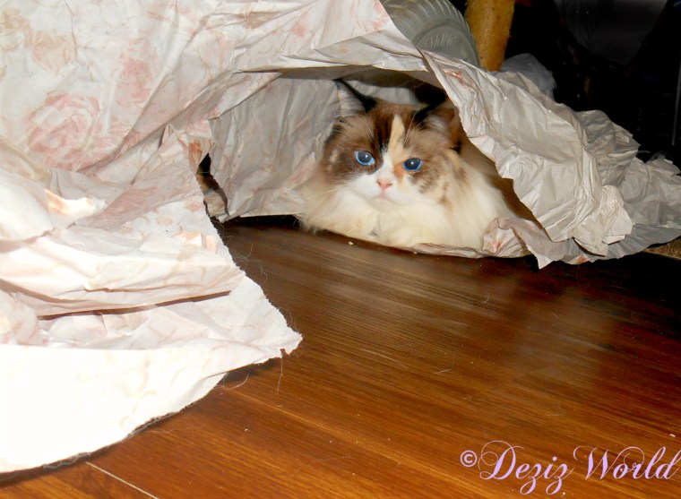 Raena peeking out from under packing paper