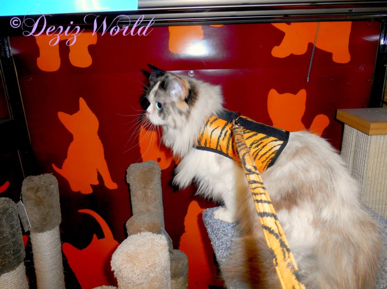 Raena plays on cat scratchers at petco