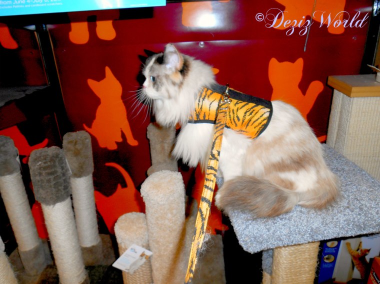 Raena plays on cat scratchers at Petco