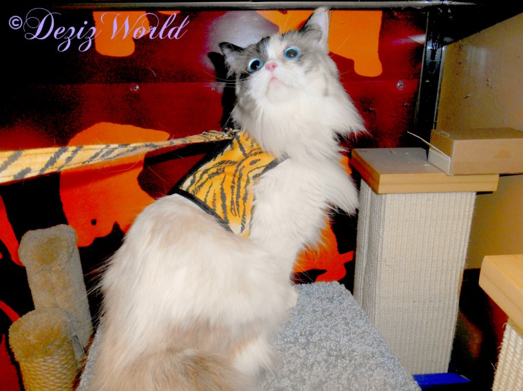 Raena looks around from cat scratchers at petco