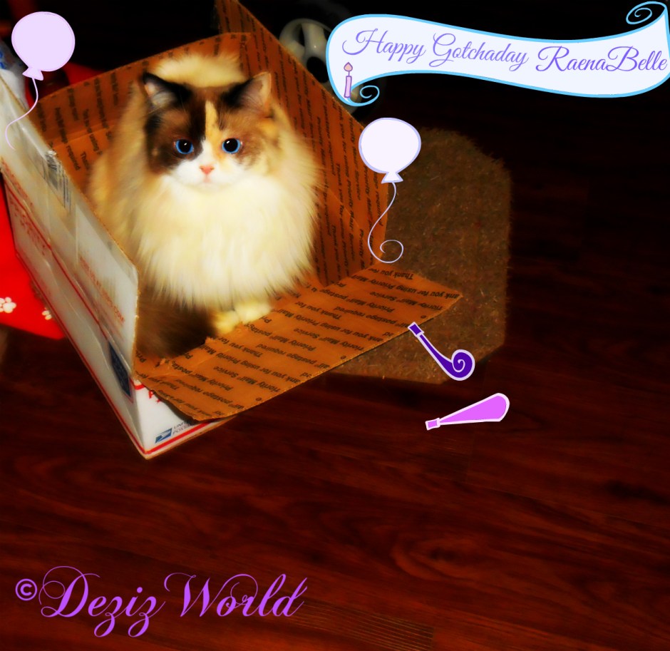 Raena in a box with party favors and Gotchaday banner