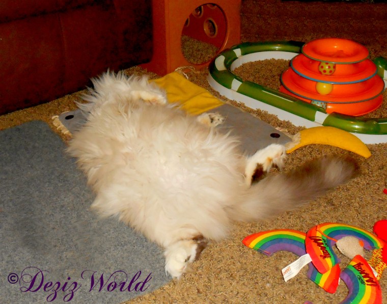 Raena sleeps belly up and all sprawled out