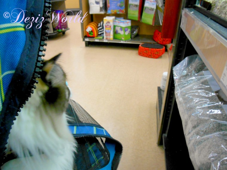 Raena looks at the mice and rats at petco