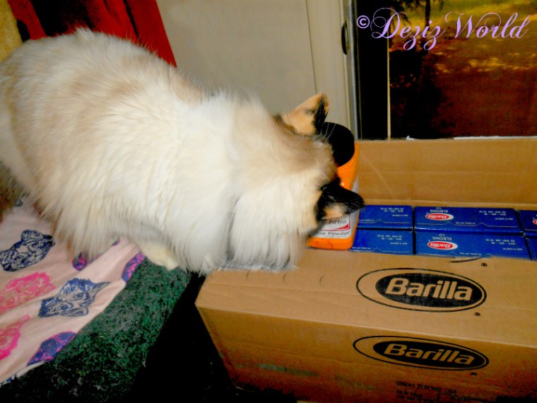 Raena with the cheese and mac noodles from MAnonymous