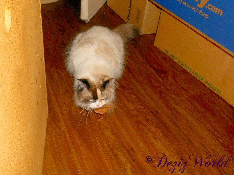 Raena plays with remote mouse