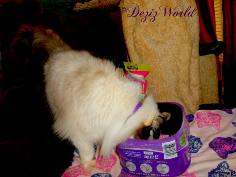 Raena checks out the Litter Genie refills and the Purrk silvervine package