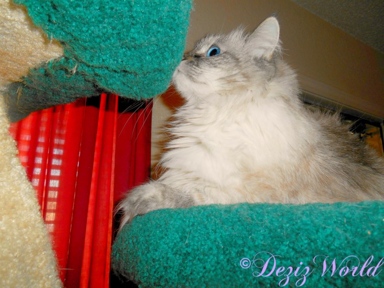 Dezi profile atop the liberty cat tree