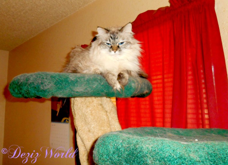 Dezi lays atop the Liberty cat tree