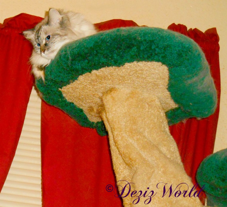 Dezi lays atop the liberty cat tree