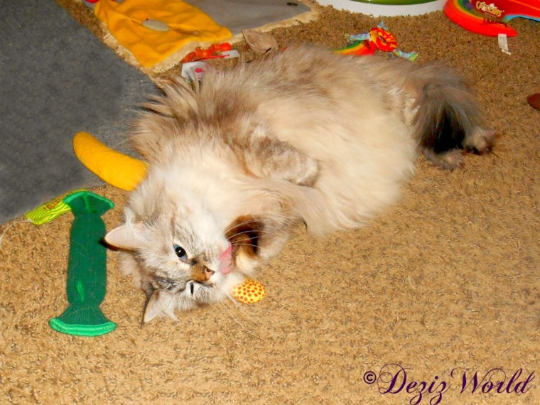 Dezi bathes paw while laying on Yeowww nip toy