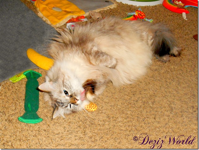 Dezi bathes paw while laying on Yeowww nip toy