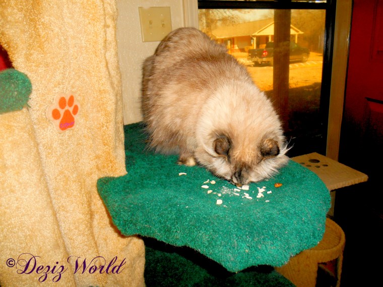 Dezi eats treats while on the liberty cat tree