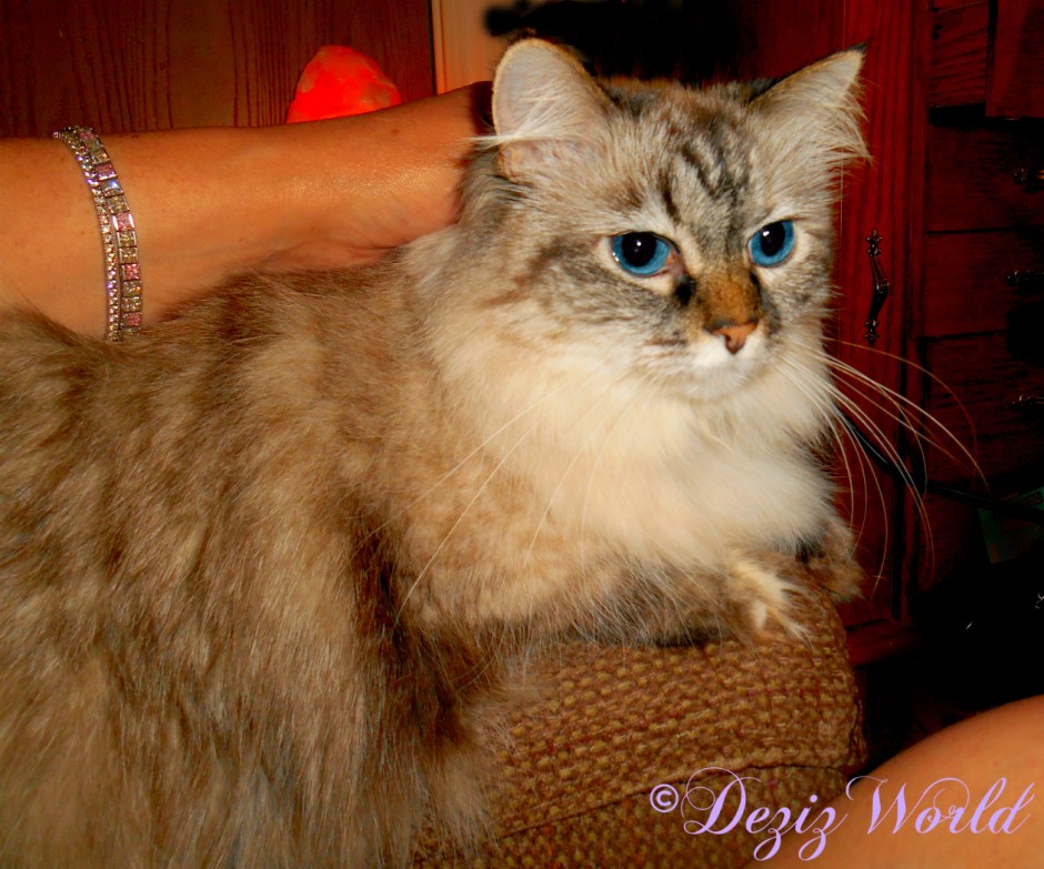 Dezi gets loving while laying on the arm of the chair