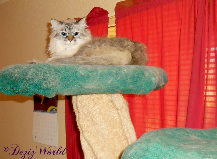 Dezi lays atop the Liberty cat tree