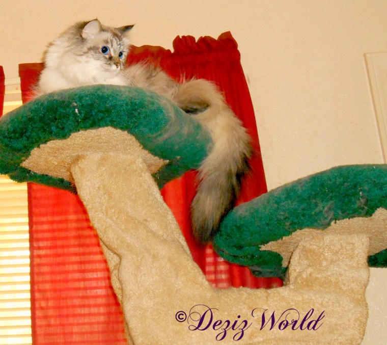 Dezi lays atop the liberty cat tree