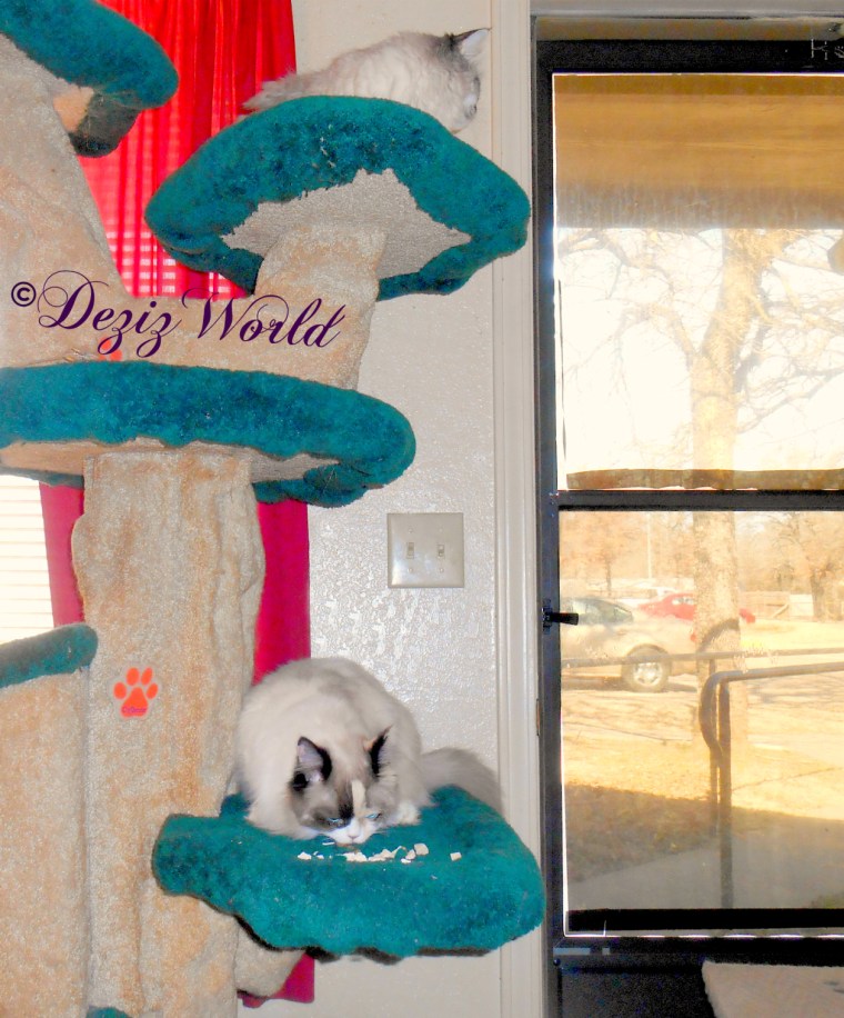 Dezi and Raena eat treats while on the liberty cat tree