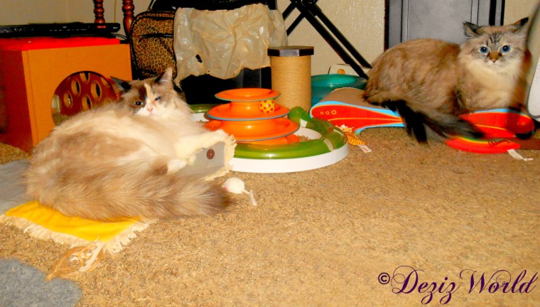 Dezi and Raena hang out together during the fireworks