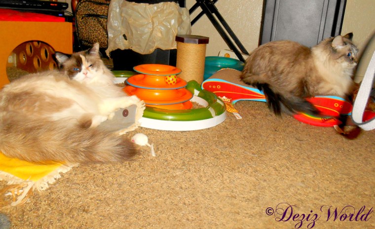 Dezi and Raena hang out together during the fireworks