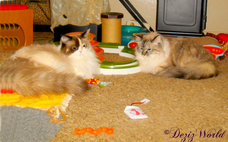 Dezi and Raena lay together on the floor