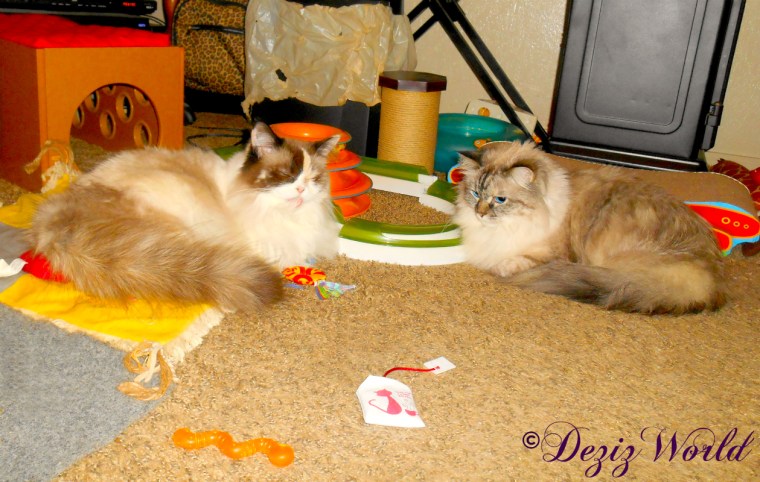 Dezi and Raena lay together on the floor