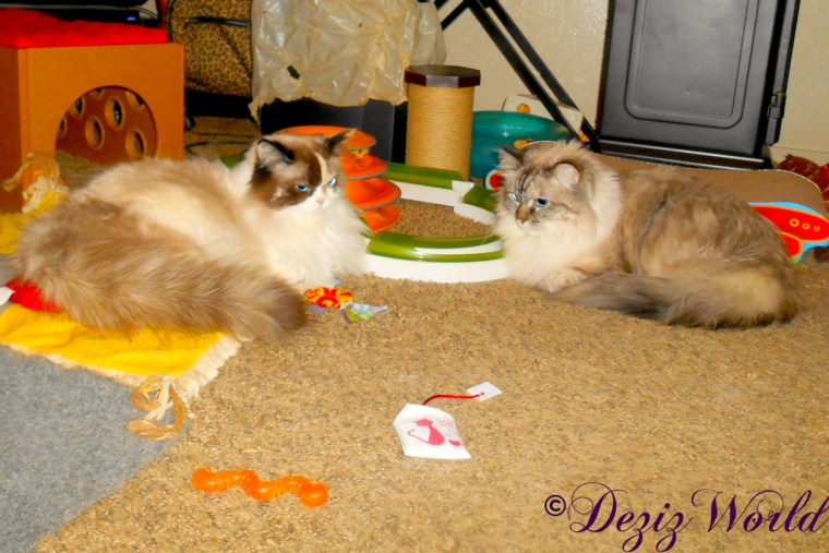 Dezi and Raena lay together on the floor