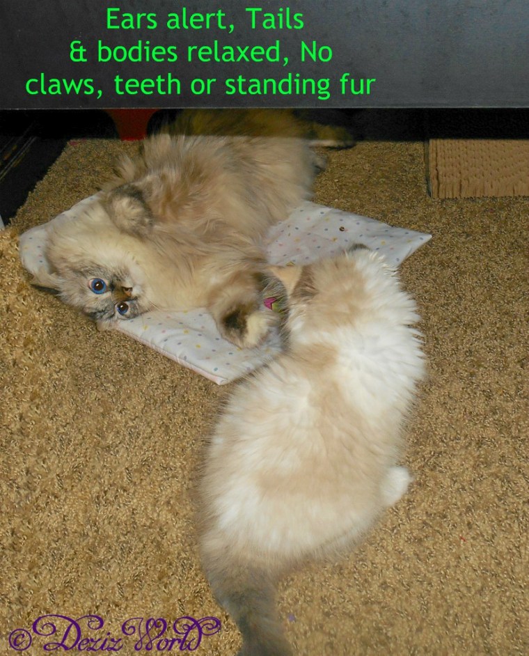 Dezi lays and Raena sits in front of her