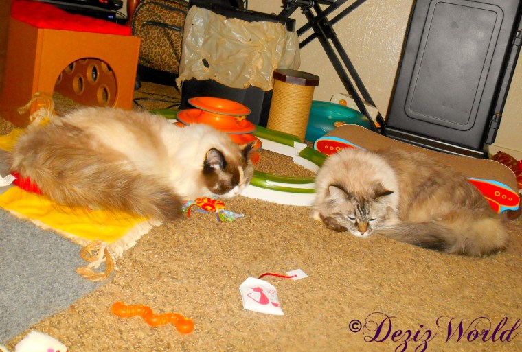 Dezi and Raena sleep together on the floor