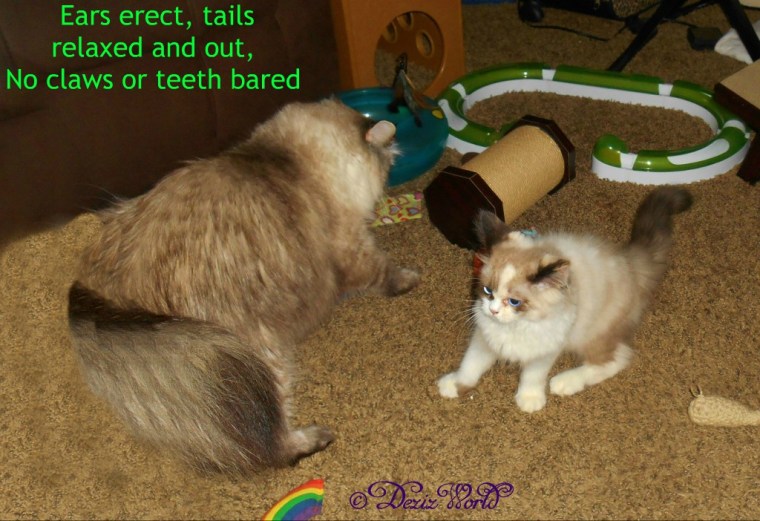 Dezi and Raena circle each other